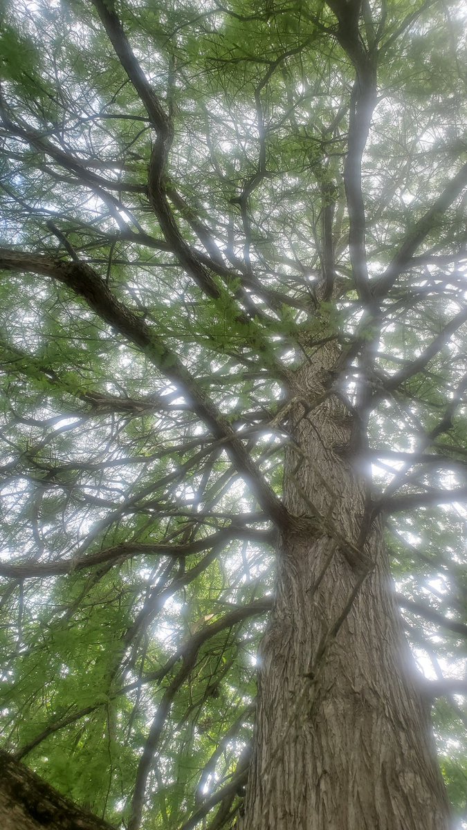 LynaSaid's tweet photo. I think this is my Dawn Redwood #BLTrees in the wild (an arboretum in Ohio). It's so beautiful, really striking when this big. @nycbotanist can you confirm? https://t.co/5JyF80V2Ed
