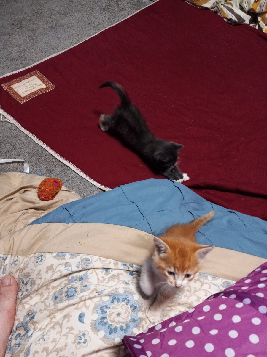 OhLookAFish3's tweet image. Hi there #twitch family. No stream tonight. I'm helping my friend foster some kittens tonight. But I will be on tomorrow night with you all. Also keep an eye out for an appreciation post because we hit 100 FOLLOWERS #smallstreamer #streamfamily #TwitchStreamers