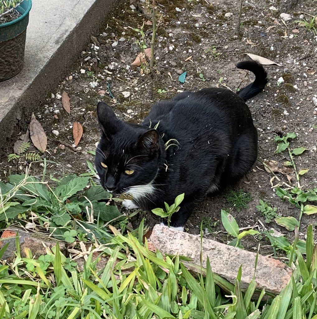 sofibdraw's tweet image. Aparezco porque me aburro y no quiero estudiar, miren el gato que se mete en mi casa