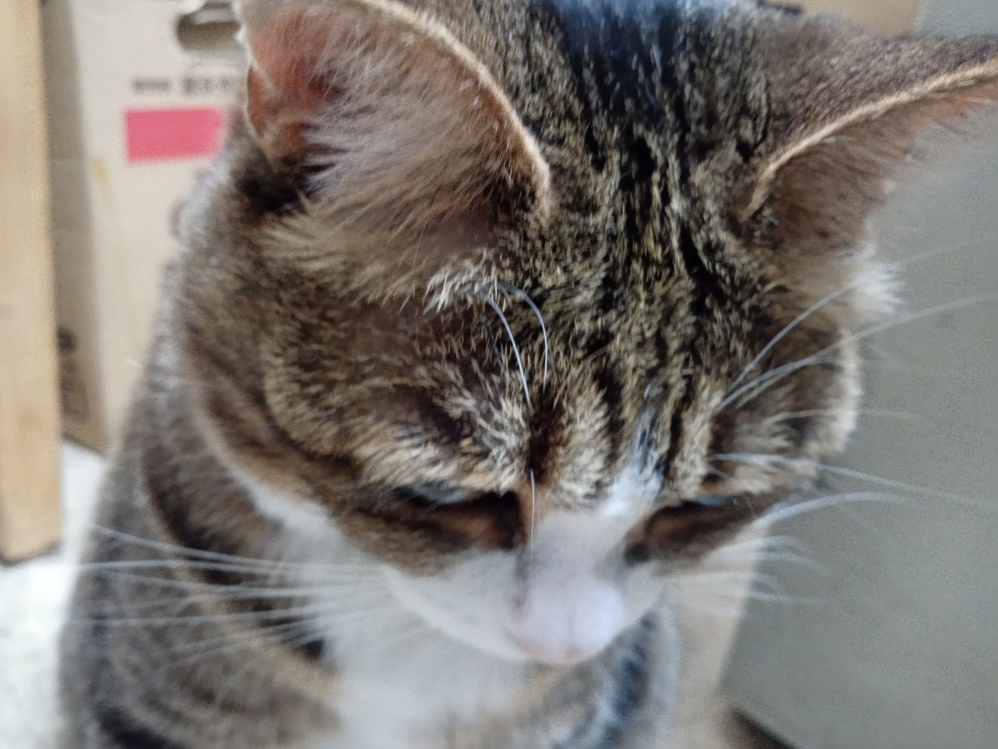 Miyata みやちか 愛猫 うめちゃん 猫の無駄鳴きには反応してはいけない無視をしましょう でないと鳴きぐせがつくと聞いたことがある 人間もしかり 無駄に名前を連呼しているときは 大した用はないことが多い 渋々姿をみせれば せっかくキレイに整えた毛