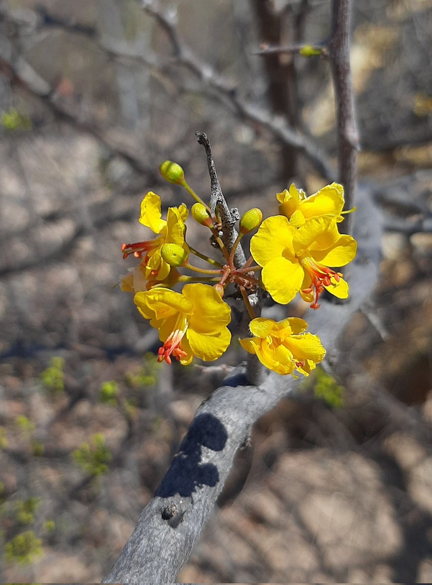ChoyeroBotanico's tweet photo. "Palo de brasil"
Haematoxylum brasiletto H. Karst .
¿Conocías sus flores?

Este bello árbol es un integrante del hermoso matorral xerófito. https://t.co/2HnuPxWxoI