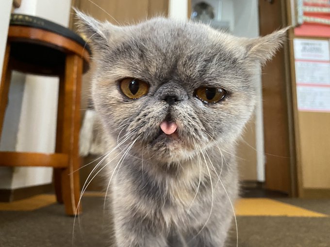猫カフェにゃんこ