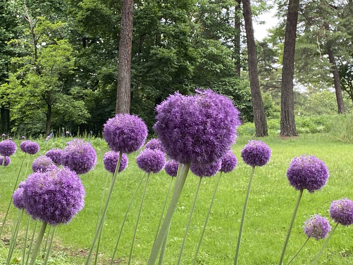 武蔵丘陵森林公園