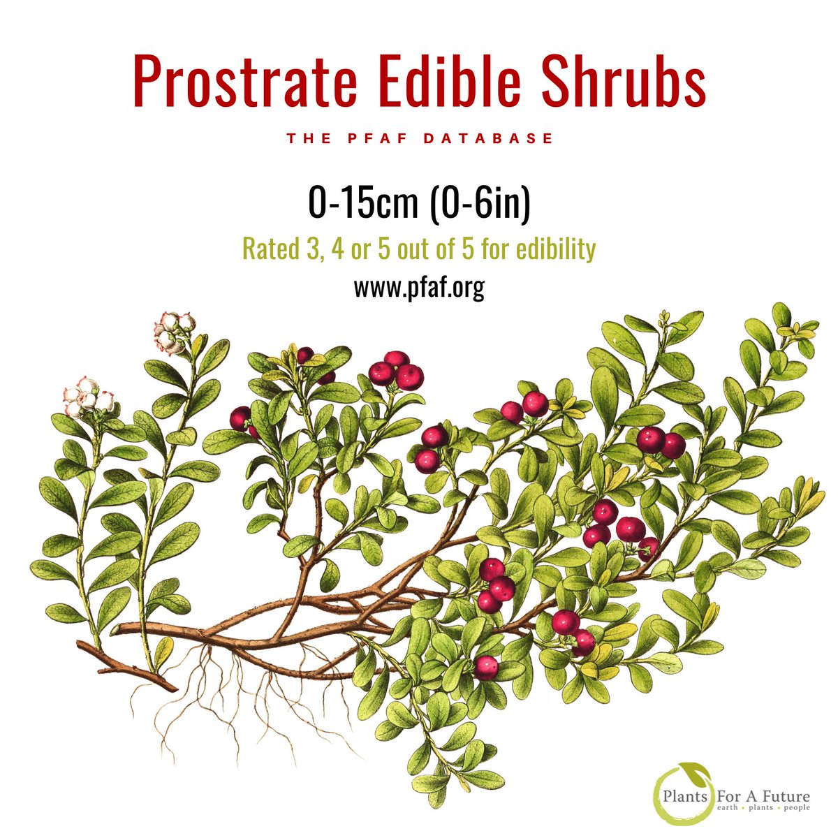 Prostrate Edible Shrubs. We’ve included five of our favourite Prostrate Edible Shrubs in a quick reference guide. Each plant card links to the original PFAF plant page. pfaf.org/user/cmspage.a…