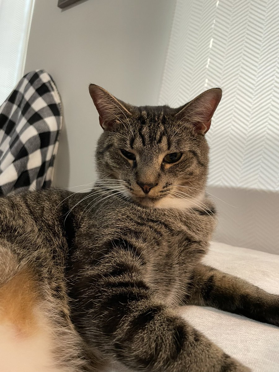 Mary Sheffield, PharmD, BCCCPS tweet media