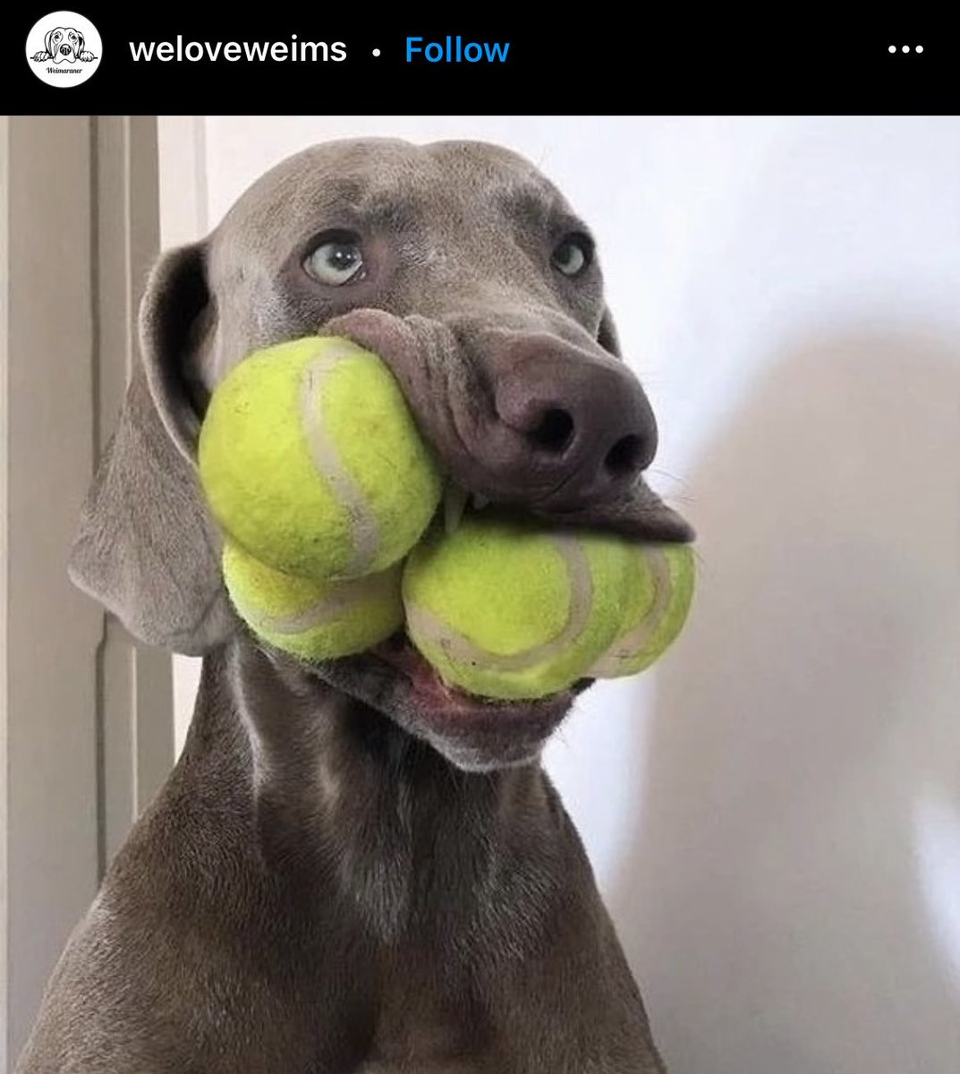 Dr. Amy S. Harrison tweet media