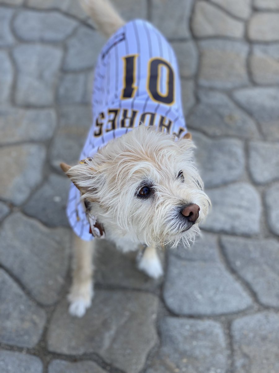 MollyCook4's tweet image. #padrespets