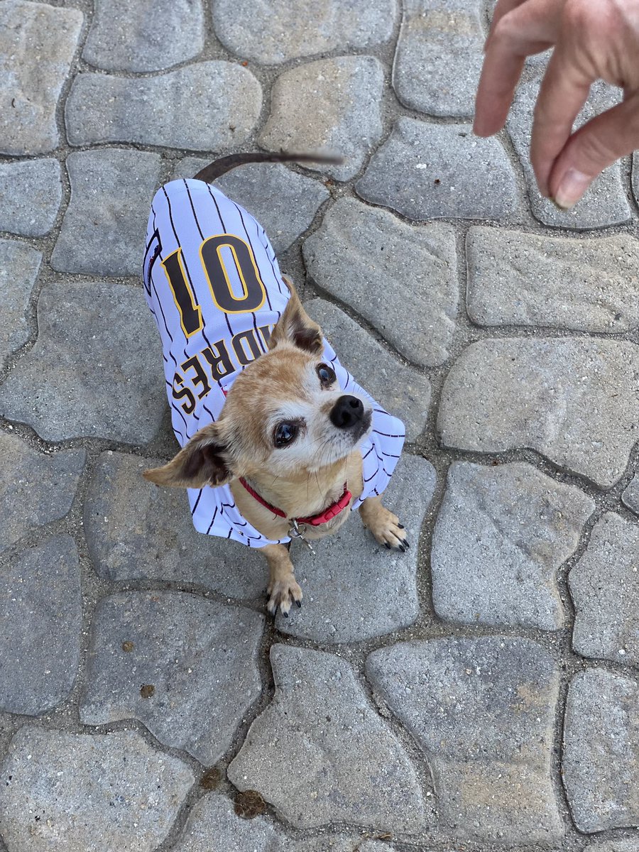 MollyCook4's tweet image. #padrespets