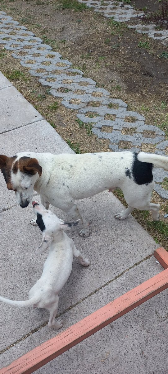EuridiceAckerm1's tweet photo. OTRAS MÁS DE LAS QUE SE CAPTURARON PARA ESTERILIZAR 😊🙏🏻🎗🐾💜POR SI ALGUIEN GUSTA APOYAR LO AGRADECERÉ INFINITAMENTE, YO LAS CUIDARE HASTA SU RECUPERACIÓN TOTAL ,AÚN HAY VENTAS CON CAUSA Y MÁS PEQUEÑOS EN ADOPCIÓN 👇🏻

https://t.co/aanRnRdSAT https://t.co/b9m46NLAEv
