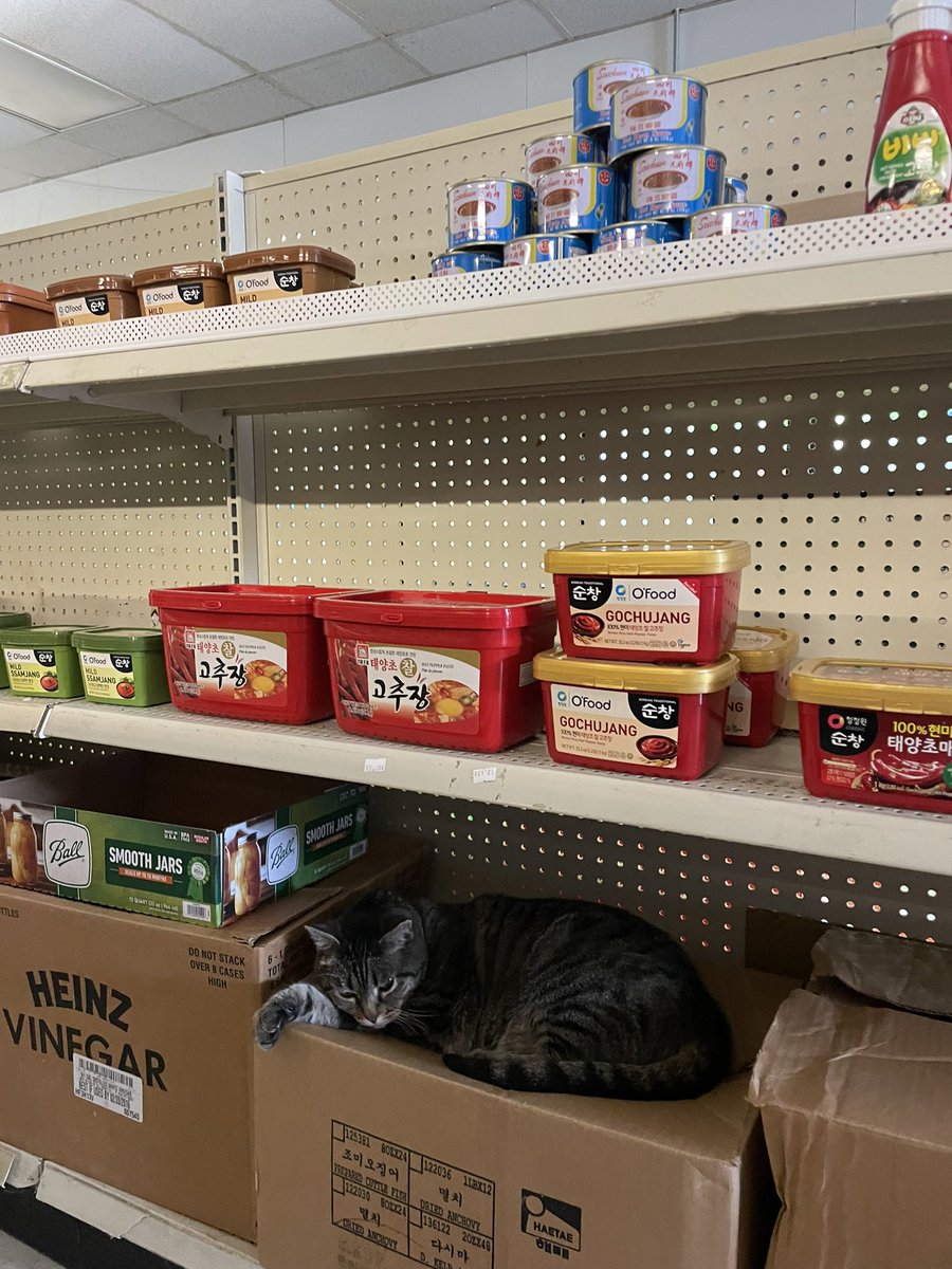 coolkidkins's tweet photo. Oh to be a little cat sleeping on a shelf at the Asian market https://t.co/GkF13R5xYx