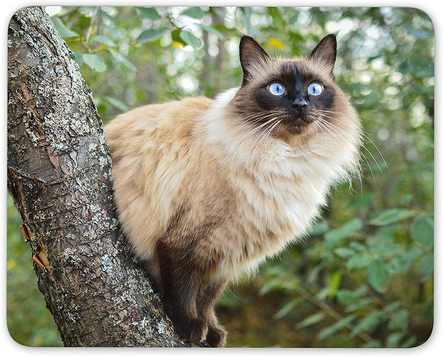 Балинезийская кошка
