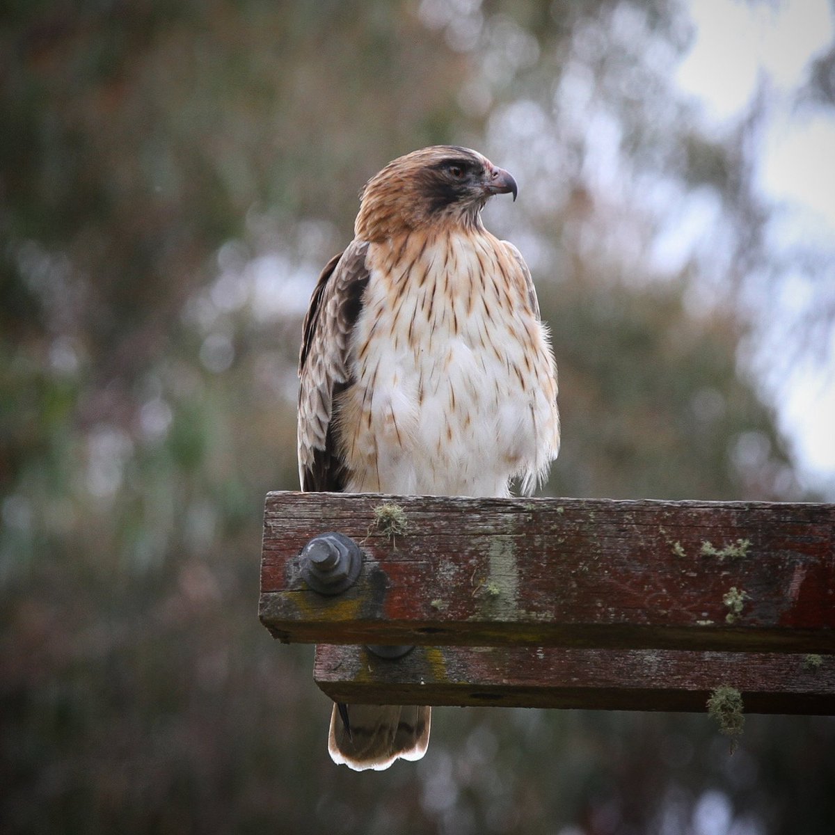 Little Eagle (Hieraatus morphnoides) on the power line pole in the front yard. Regionally vulnerable here. #eagle #littleeagle #newenglandaustralia #birdsofaustralia #armidale