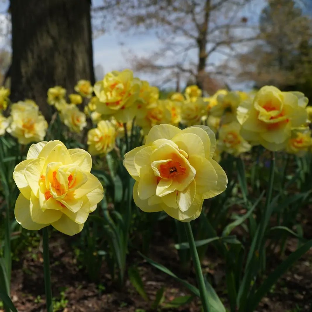 JustOutAndAbout's tweet photo. Dear Spring,
Thanks for all the beautiful colours. See you next year. 

Hello Summer,
Looking forward to your rainbow of stunning blooms. 

Sincerely,
Linda

#Springblooms #tulips #daffodils #RBGblooms #SummerSolstice #BurlON #HamOnt  @rbgcanada @BurlingtonTour @TourismHamilton https://t.co/3QBdDIMYF9