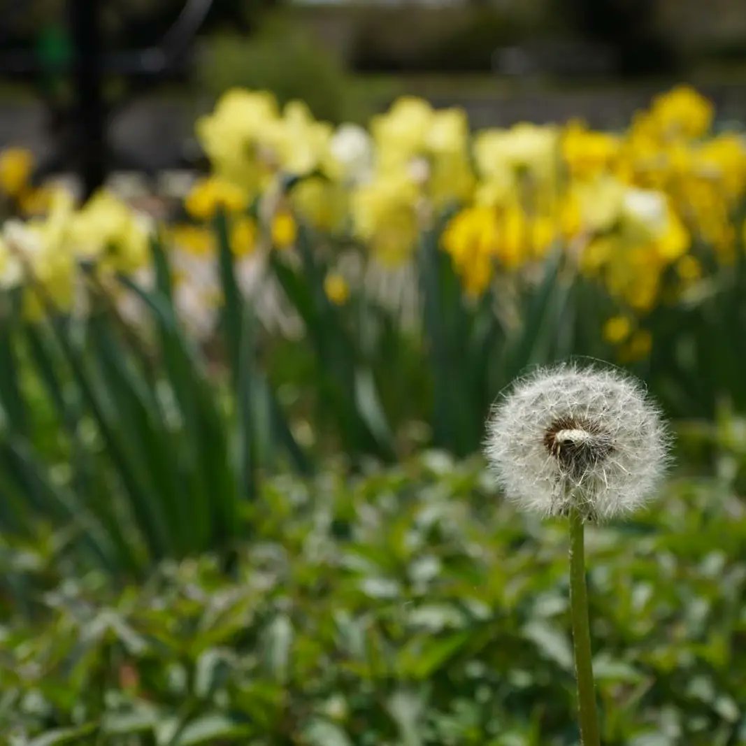 Dear Spring,
Thanks for all the beautiful colours. See you next year. 

Hello Summer,
Looking forward to your rainbow of stunning blooms. 

Sincerely,
Linda

#Springblooms #tulips #daffodils #RBGblooms #SummerSolstice #BurlON #HamOnt  @rbgcanada <a href="/BurlingtonTour/">Tourism Burlington 🇨🇦</a> <a href="/TourismHamilton/">Tourism Hamilton</a>