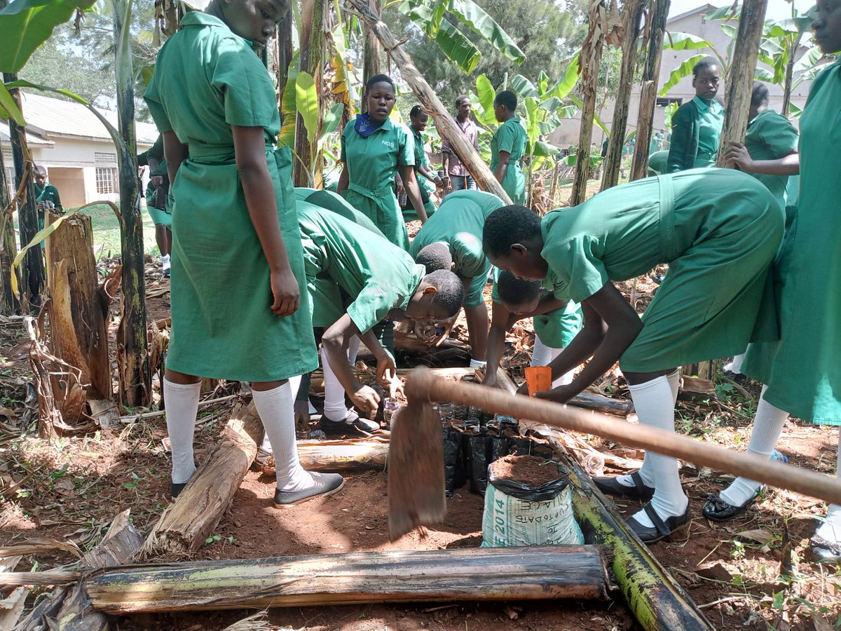 SchoolsTrees1's tweet photo. Climate Education Practical Session in Nakanyonyi Girls School yesterday. If we work together, we win together.
#GreenSchools
#ClimateEducation
#SchoolsTreeProject https://t.co/lJQJY2ke8h
