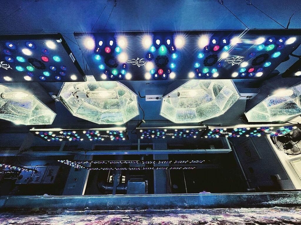 ReefBreeders's tweet photo. What’s the opposite of Top Down Tuesday? We’re doing whatever that is. @battlecorals 👏

•
•
•

#reefbreeders #poweryourtank 
#battlecorals #sps #acropora #reeftank #photonv2+
 #allmymoneygoestocoral #reef2reef #reeftank #polyplab 
#bluelightspecial 
#battlebox
#battlepri… https://t.co/t05oUFjzBs