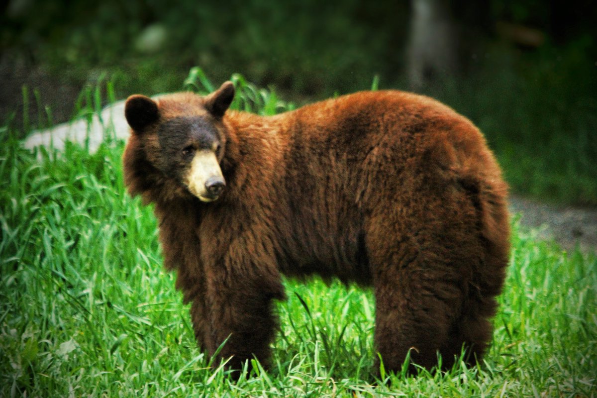 Dax Justin (@daxjustin) on Twitter photo Meet the Mama. π» She had her eye on her cubs the entire time. Sometimes the two bear cubs would be 40ft up climbing tree branches for the best bounty, while the mother bear was foraging, watching from ground level.
<a href="/Rosslander/">Rosslander</a> #rossland
<a href="/HelloBC/">Destination BC</a> #explorebc
#wildlife #bears Meet the Mama. π» She had her eye on her cubs the entire time. Sometimes the two bear cubs would be 40ft up climbing tree branches for the best bounty, while the mother bear was foraging, watching from ground level.
<a href="/Rosslander/">Rosslander</a> #rossland
<a href="/HelloBC/">Destination BC</a> #explorebc
#wildlife #bears