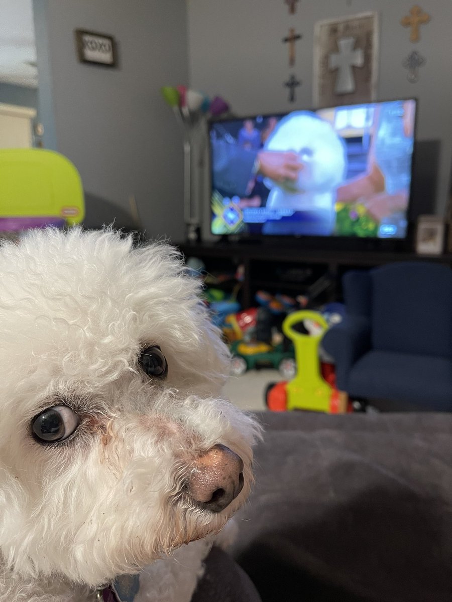 LizMD14's tweet photo. Nestle the bichon cheering on the bichon at the #WestminsterDogShow #BestAtHomeContest #HomeDepot @WKCDOGS https://t.co/0xC2Wm7V8W