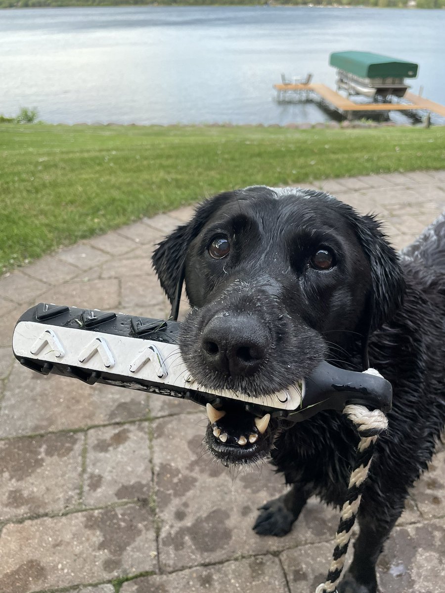 Enjoying my 12th birthday in my favorite way! Soaking wet with my dummy. #LakeLiving #LifeIsGood #SummerSolstice