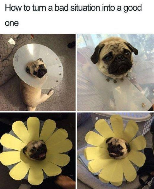 WholesomeHL's tweet photo. Wholesome dog
#animals #wholesome #memes #memesdaily #dogsoftwitter https://t.co/yblakMlYml