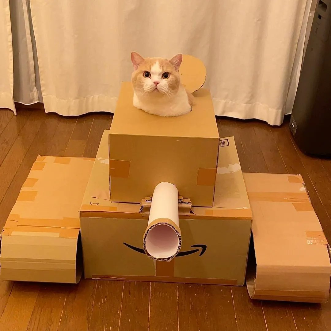 cats being weird little guys 👅 (@weirdlilguys) on Twitter photo 