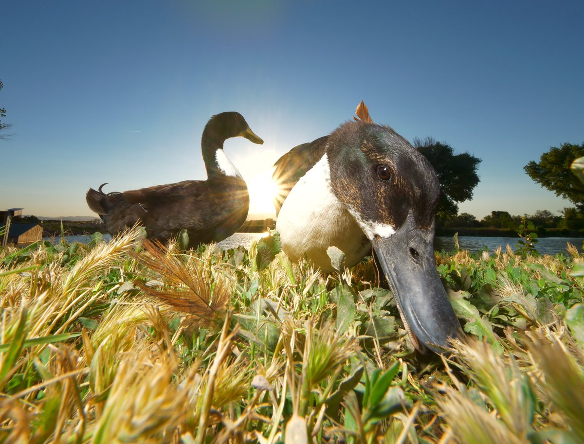 Olaf and his girlfriend

retweet to feed the ducks at live.dashducks.tv