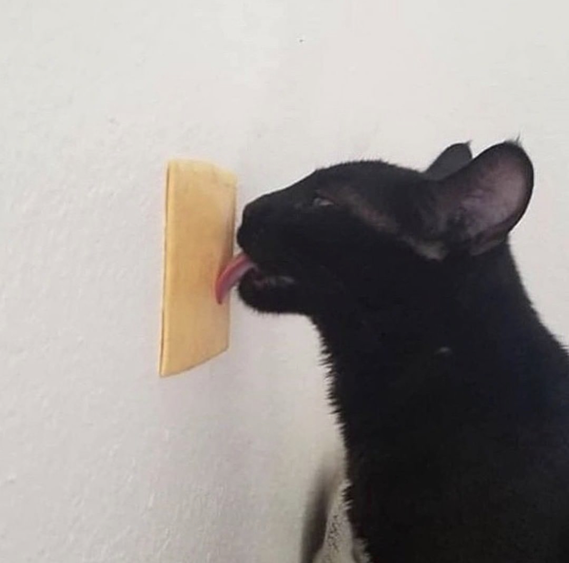 cats being weird little guys 👅 tweet media