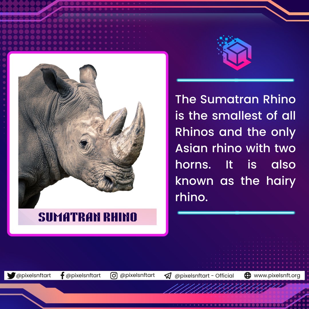 PixelsNFTarts's tweet photo. #saveanimals #saveendangeredanimals #saveendangeredspecies #saveEarth #NFTProjects #NFTartists #nftarti̇st #NFTmarket #NFTcommunitiy #nftcryptoart #NFTs #NFT #NFTGiveaway #PolygonMatic #TCGWorld @OfficialTCGCoin @RhinosIRF @WWF @Defenders @savetherhino https://t.co/218icW5E9W