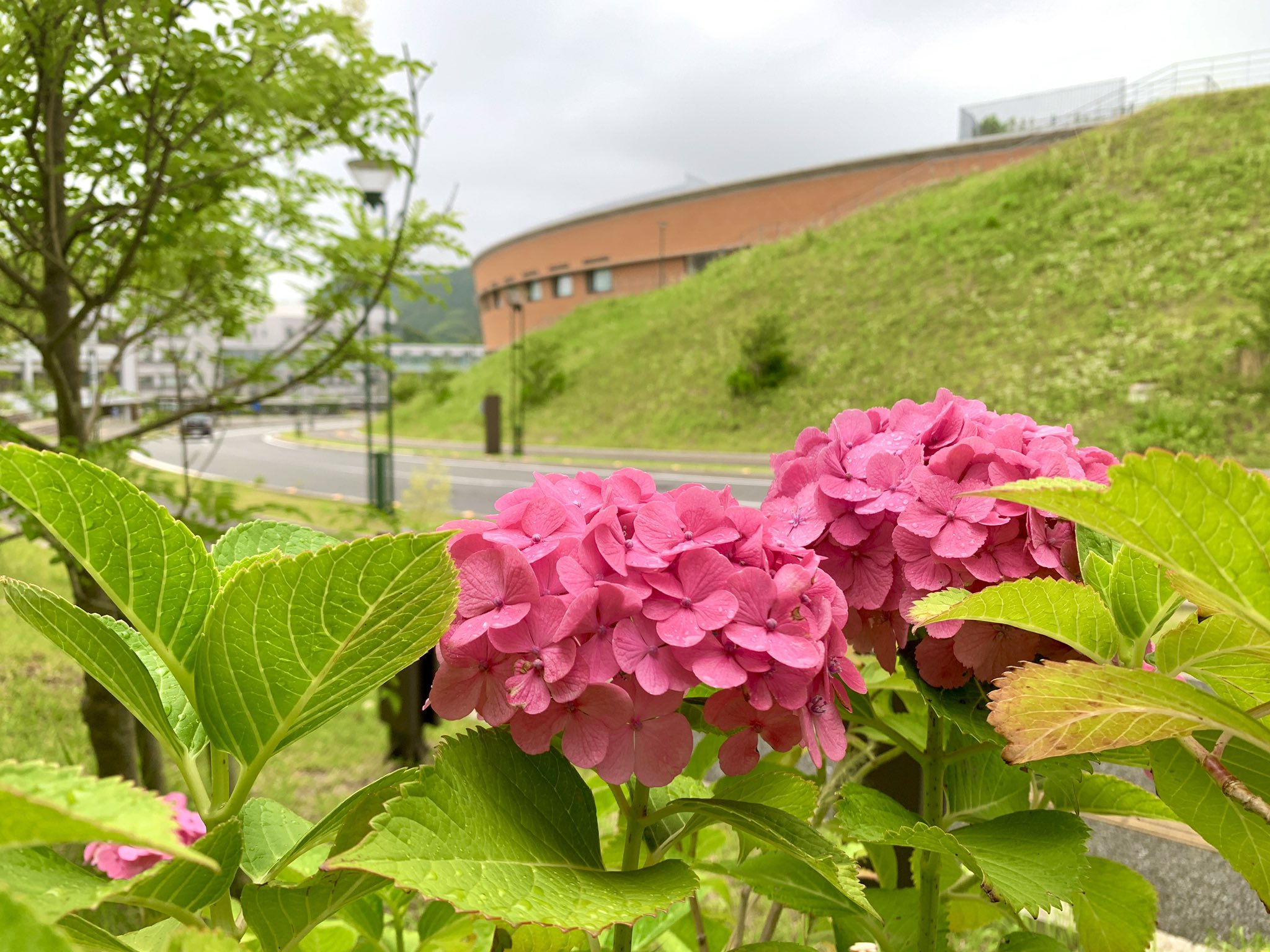 Tweets With Replies By Kyushu University Kyushuuniv En Twitter