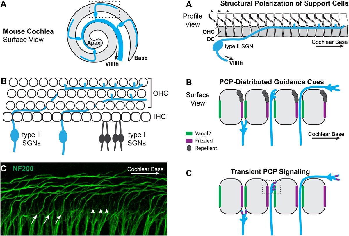 Dev_Bio_Journal's tweet image. #DBfeature #Ear👂 #PlanarCellPolarity

Planar cell polarity signaling guides cochlear innervation
by Mike Deans @DeansNeuroNow

Growth cone interprets &quot;planar polarized patterning of the environment through which it travels via transient PCP signaling&quot;
sciencedirect.com/science/articl…