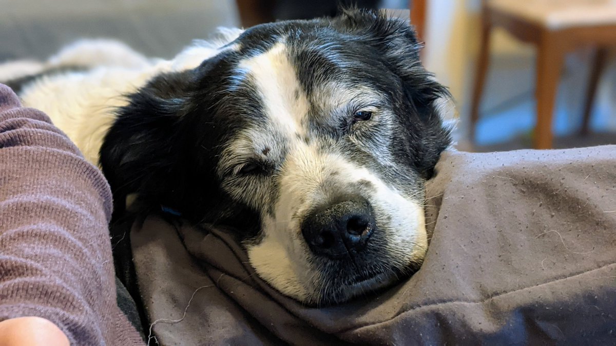 BrainProsthesis's tweet image. Vito is ranked number one in the &quot;Napping Group.&quot; Common to the breed is it&apos;s ability to find the ideal comfy spot on the couch...or on people. #BestAtHomeContest #HomeDepot