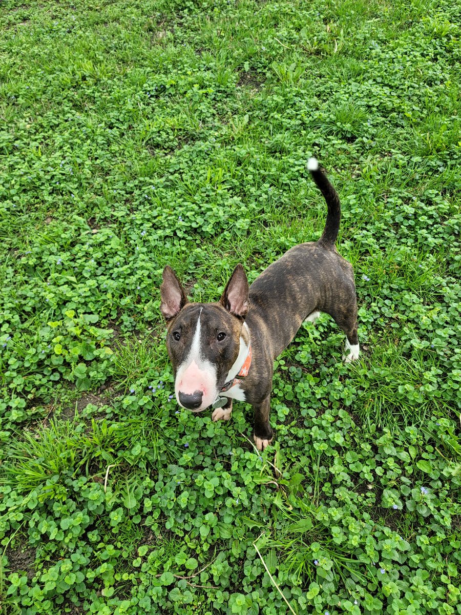 #BestAtHomeContest
#Westminster #HomeDepot 
I am outstanding in my field
#dogsoftwitter #minibullterrier