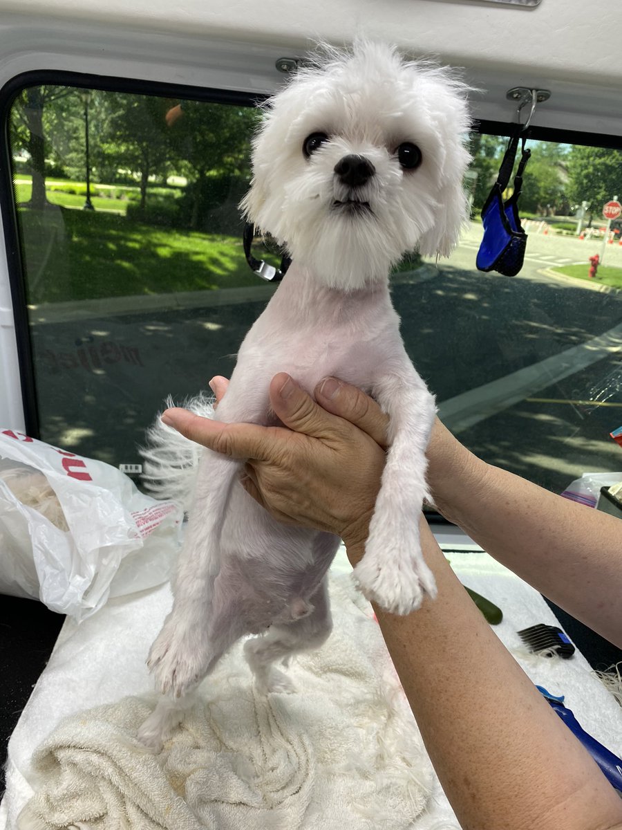 orlac416's tweet photo. Loving even after a haircut!😍
#bestathomeshow https://t.co/BOkuAL505T