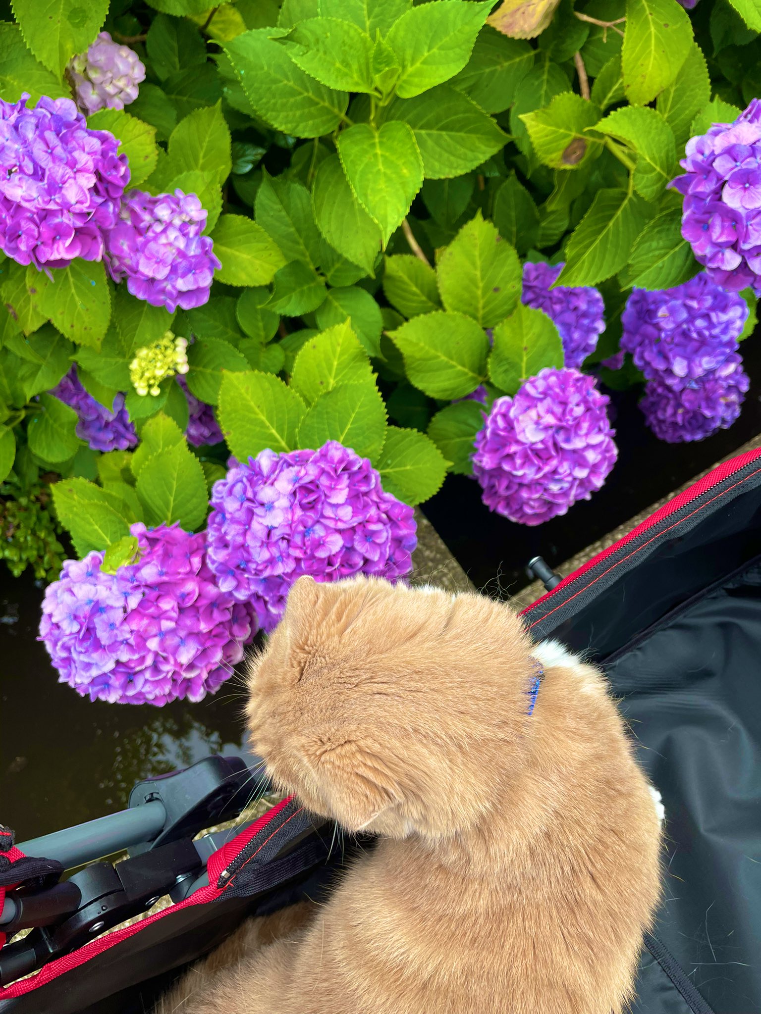 紫陽花と猫 Twitter Search Twitter