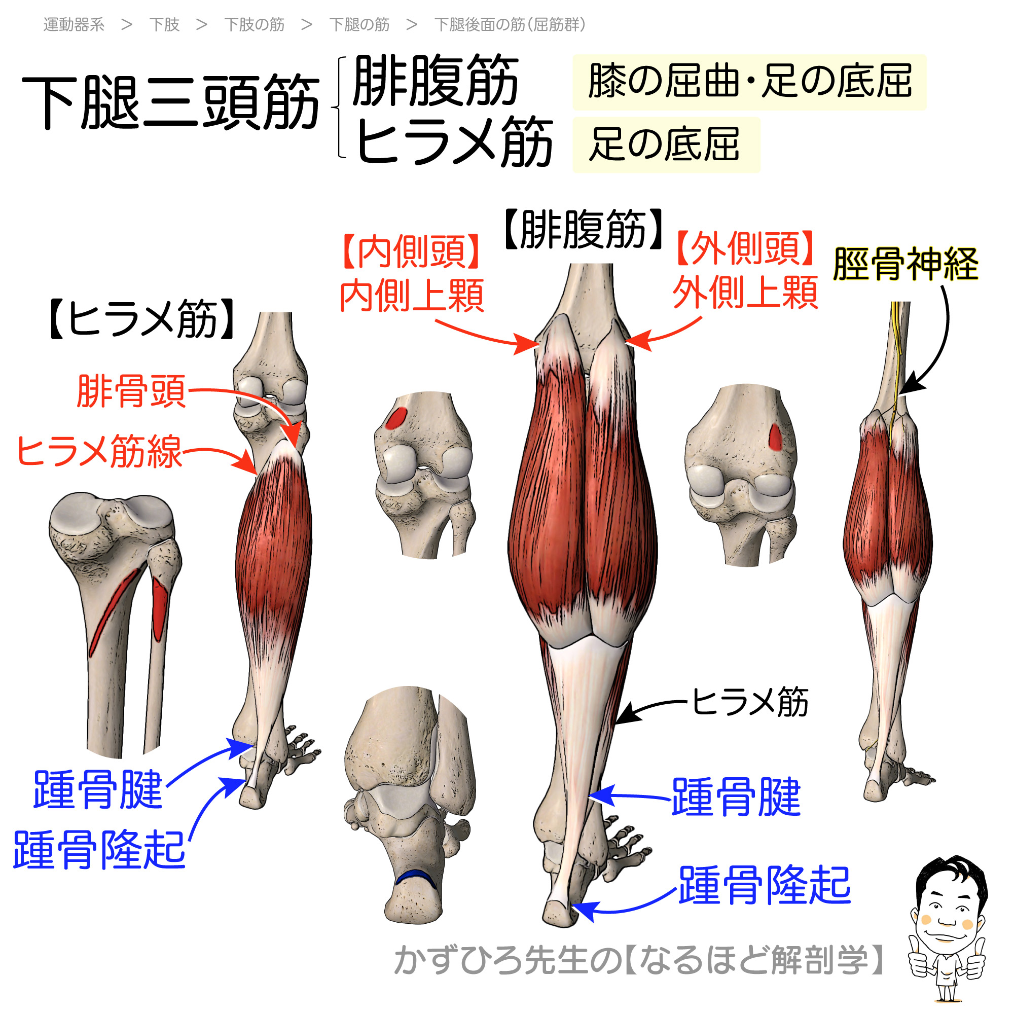 Tweets With Replies By かずひろ先生 なるほど解剖学 Goukakuouenman Twitter