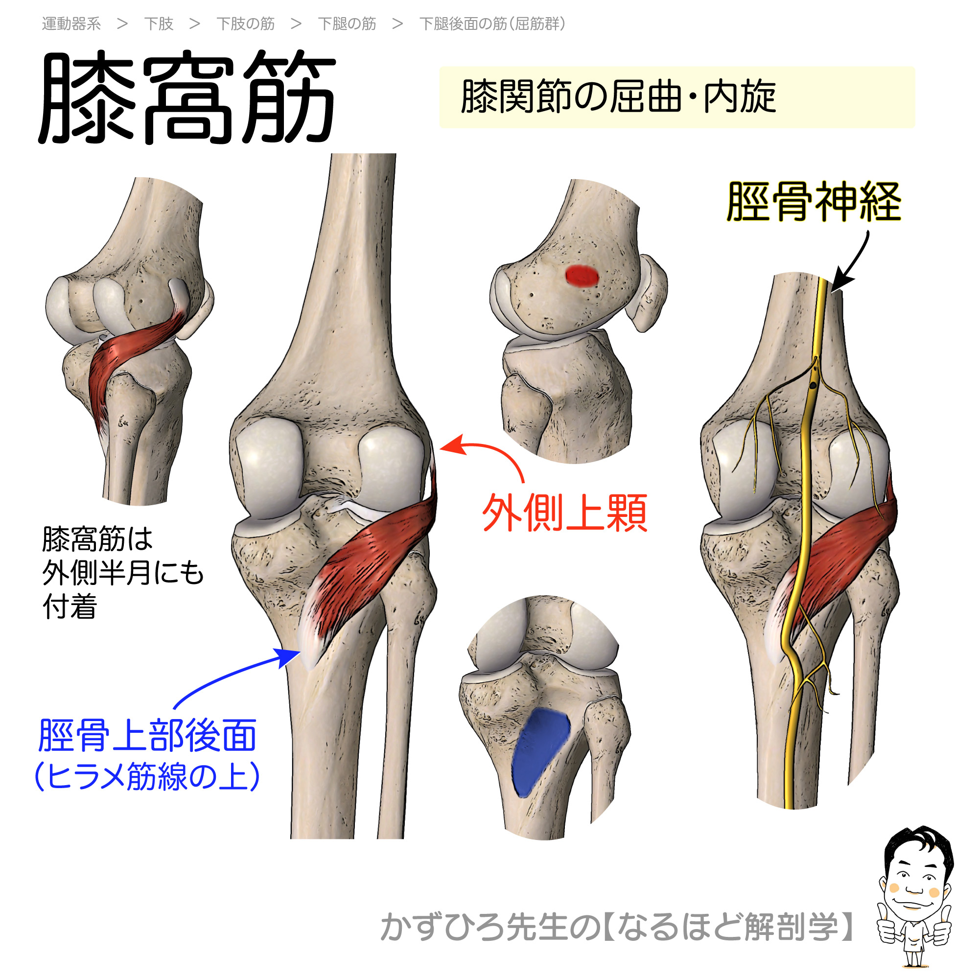 かずひろ先生 なるほど解剖学 445yoyoko デッキは循環器まで完成してます 随時追加し 国試過去問もデッキ化しようと考えてます Twitter