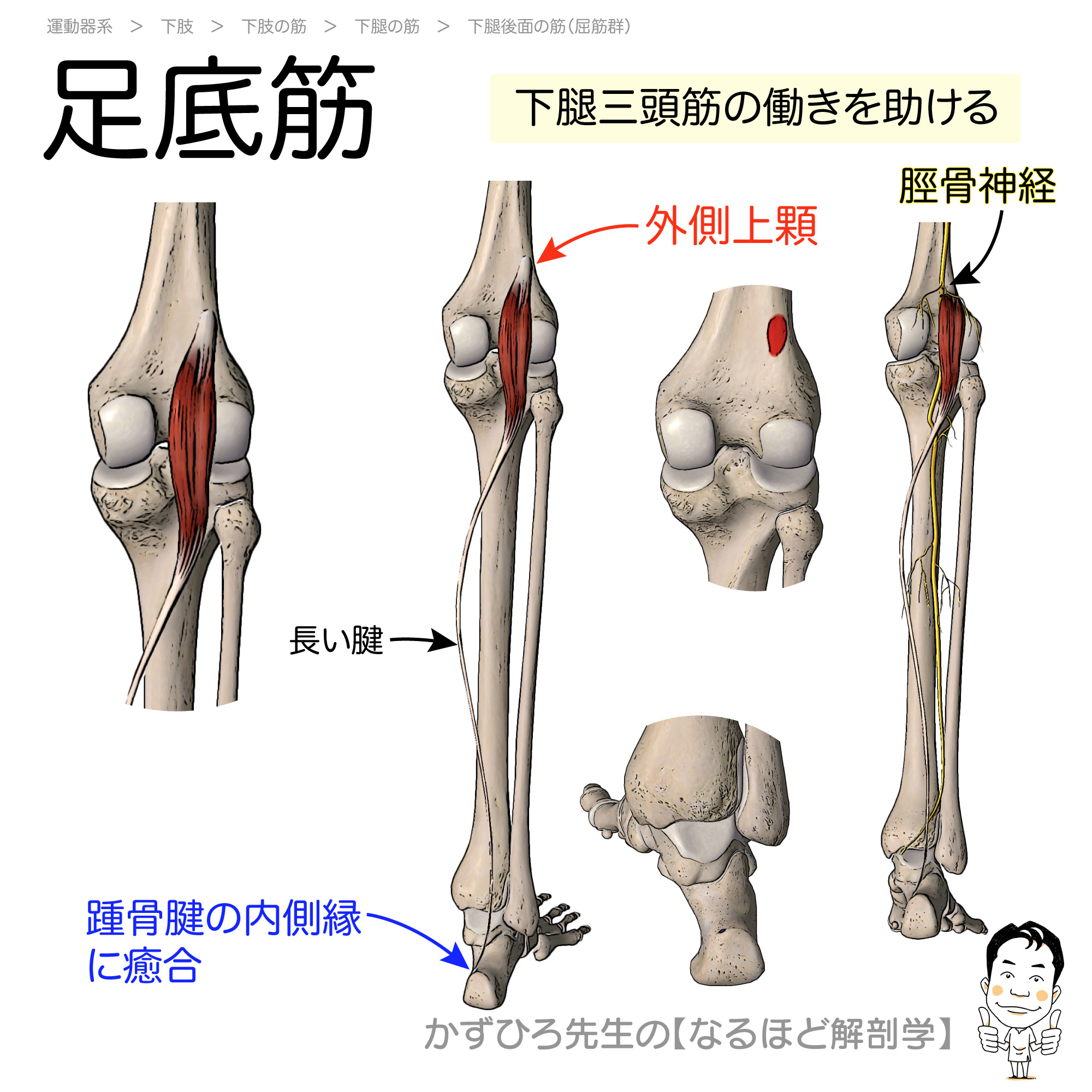 かずひろ先生 なるほど解剖学 445yoyoko デッキは循環器まで完成してます 随時追加し 国試過去問もデッキ化しようと考えてます Twitter