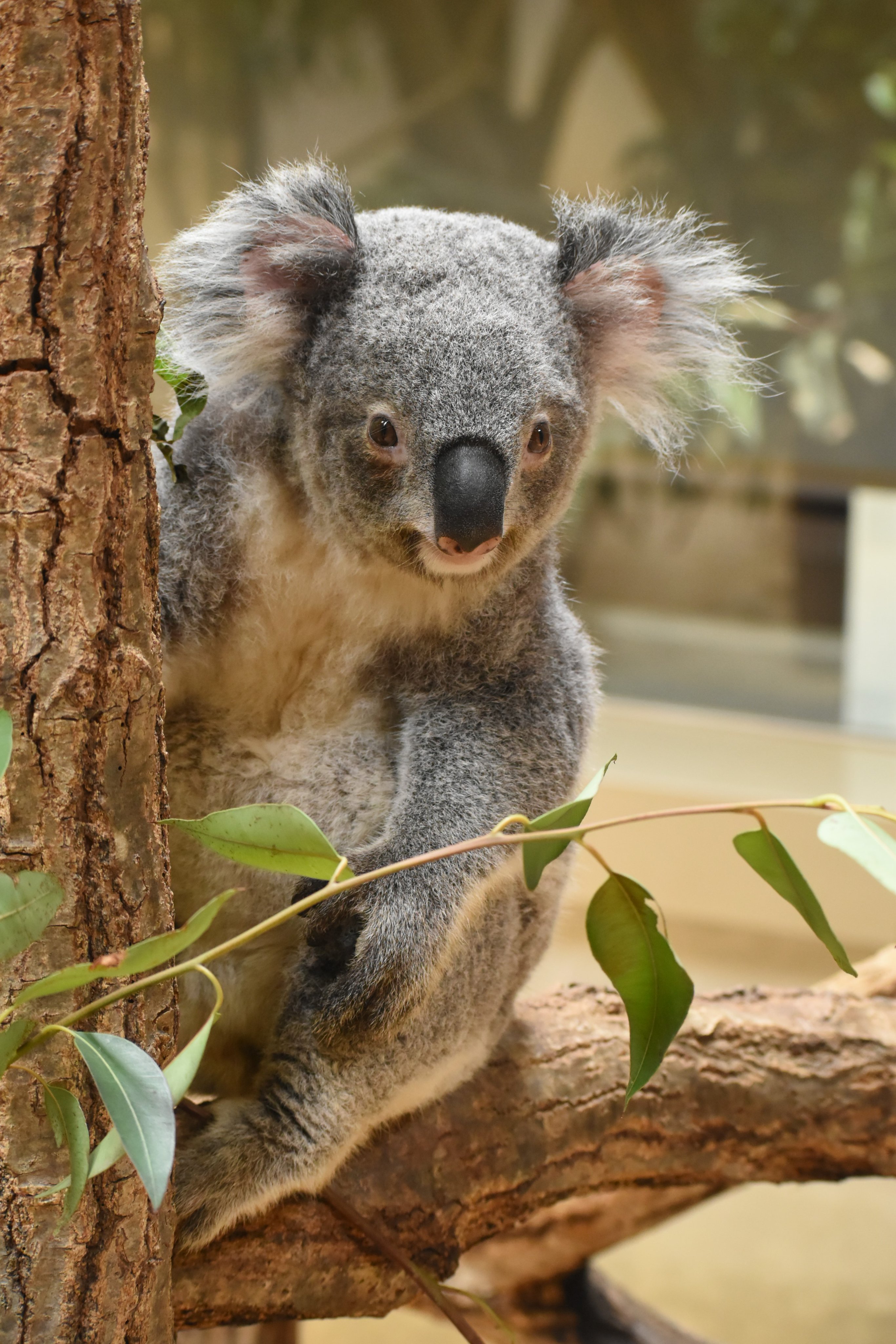 日本画 絵画 岩絵具 人物 東山動植物園 コアラ 女の子 パネル B1サイズ