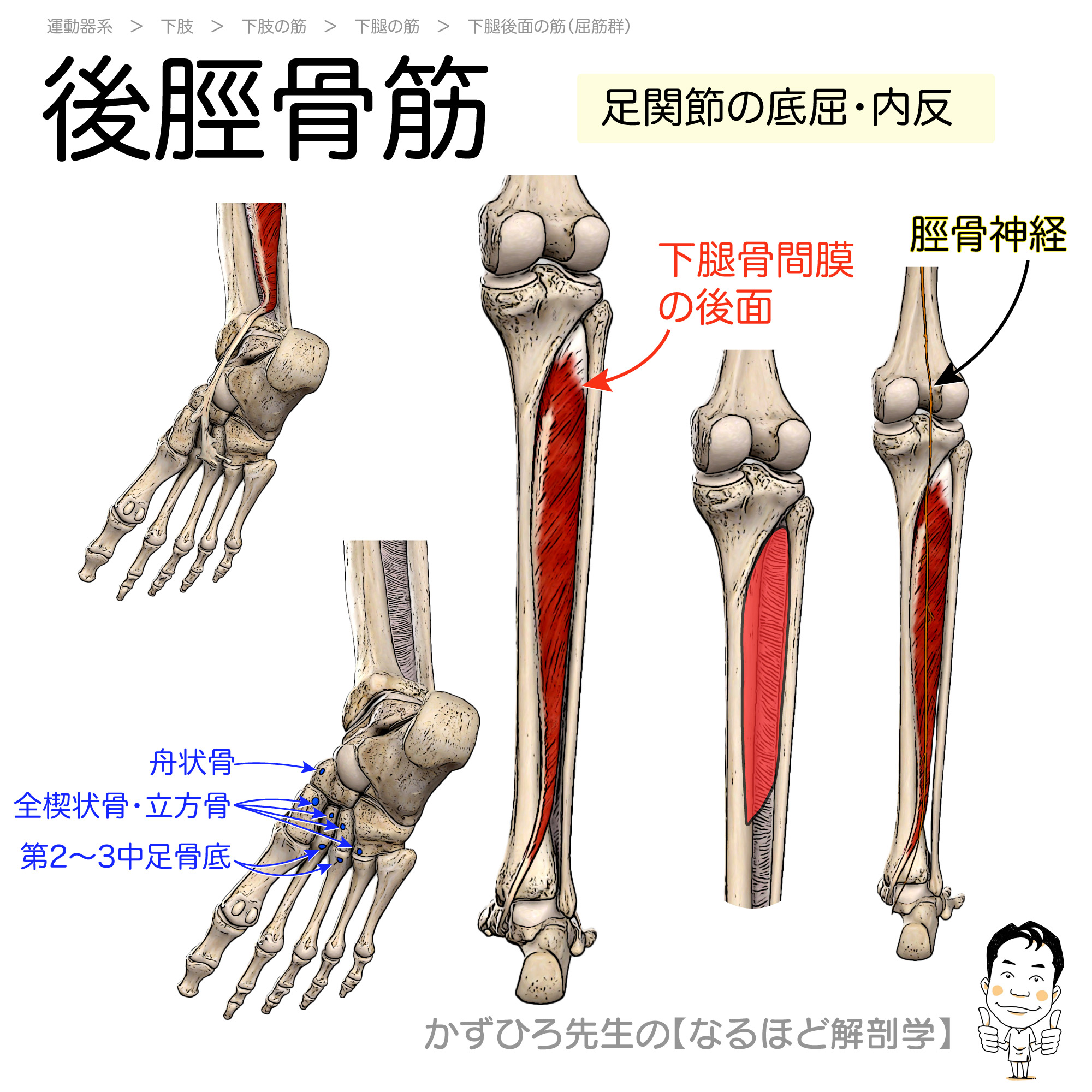 Tweets With Replies By かずひろ先生 なるほど解剖学 Goukakuouenman Twitter