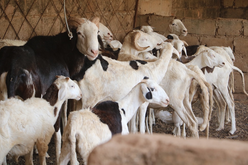 FAOSenegal's tweet image. Quelques-uns des modules dispensés:

🧑🏿‍🌾Organisation et gestion d’un #CEAP 
🐑Amélioration de la santé animale
🐓Bonnes pratiques avicoles rurales
🌱Installation de parcelle fourragère pour les apprentissages pratiques

📍Départements cibles du #SD3C: Podor, Kanel &amp;amp; Goudiry