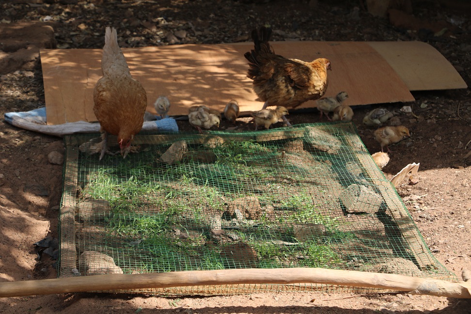 FAOSenegal's tweet image. Quelques-uns des modules dispensés:

🧑🏿‍🌾Organisation et gestion d’un #CEAP 
🐑Amélioration de la santé animale
🐓Bonnes pratiques avicoles rurales
🌱Installation de parcelle fourragère pour les apprentissages pratiques

📍Départements cibles du #SD3C: Podor, Kanel &amp;amp; Goudiry