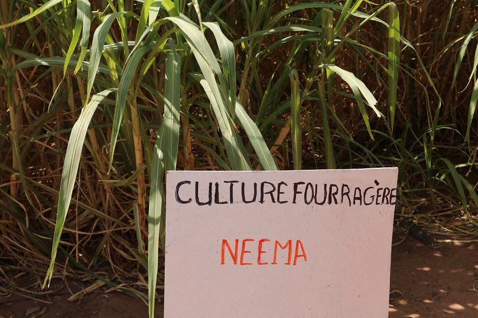 FAOSenegal's tweet image. Quelques-uns des modules dispensés:

🧑🏿‍🌾Organisation et gestion d’un #CEAP 
🐑Amélioration de la santé animale
🐓Bonnes pratiques avicoles rurales
🌱Installation de parcelle fourragère pour les apprentissages pratiques

📍Départements cibles du #SD3C: Podor, Kanel &amp;amp; Goudiry