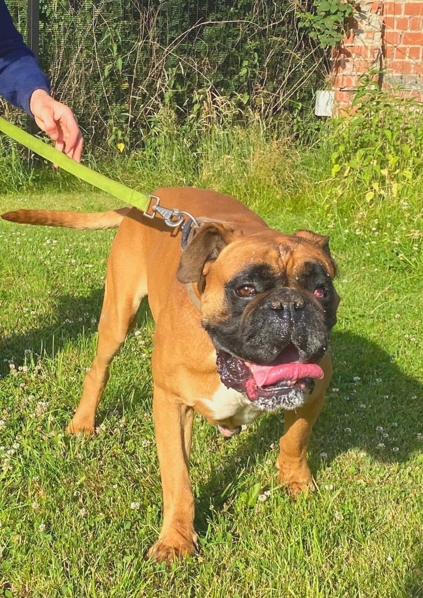 🐕 Loslopende hond 
Deze morgen 22/06 werd er in de industriezone #menen deze hond gevonden (aan de firma Vereecke).
Weet u van wie deze is? Of bent u zelf de eigenaar?
☎️ Bel naar 056 51 01 11