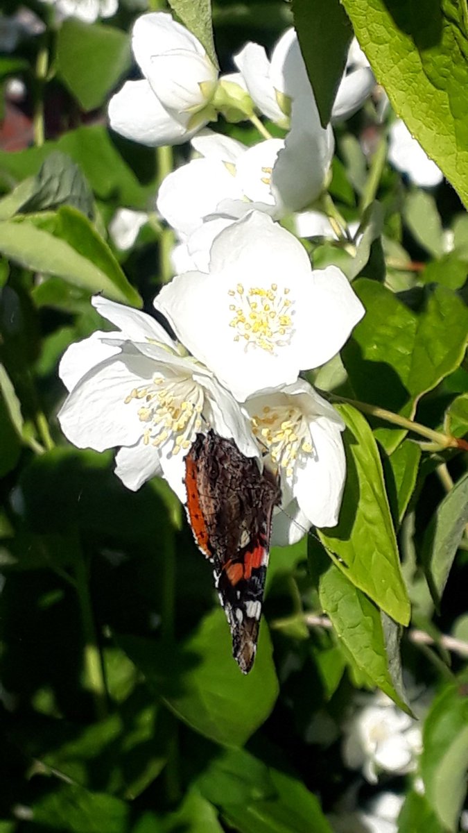 YvonneGrevelink's tweet photo. Goedemorgen,
Net weer terug van mijn ochtendwandeling. Het is genieten met dit prachtige weer met een strakblauwe lucht. Nu weer de #atalantas gezien en veel #bijen en #hommels. Een hommel op lavendel op de foto kunnen zetten. De kamperfoelie bloeit ook weer.
#wandelen #natuur https://t.co/lLaOlZfFzg