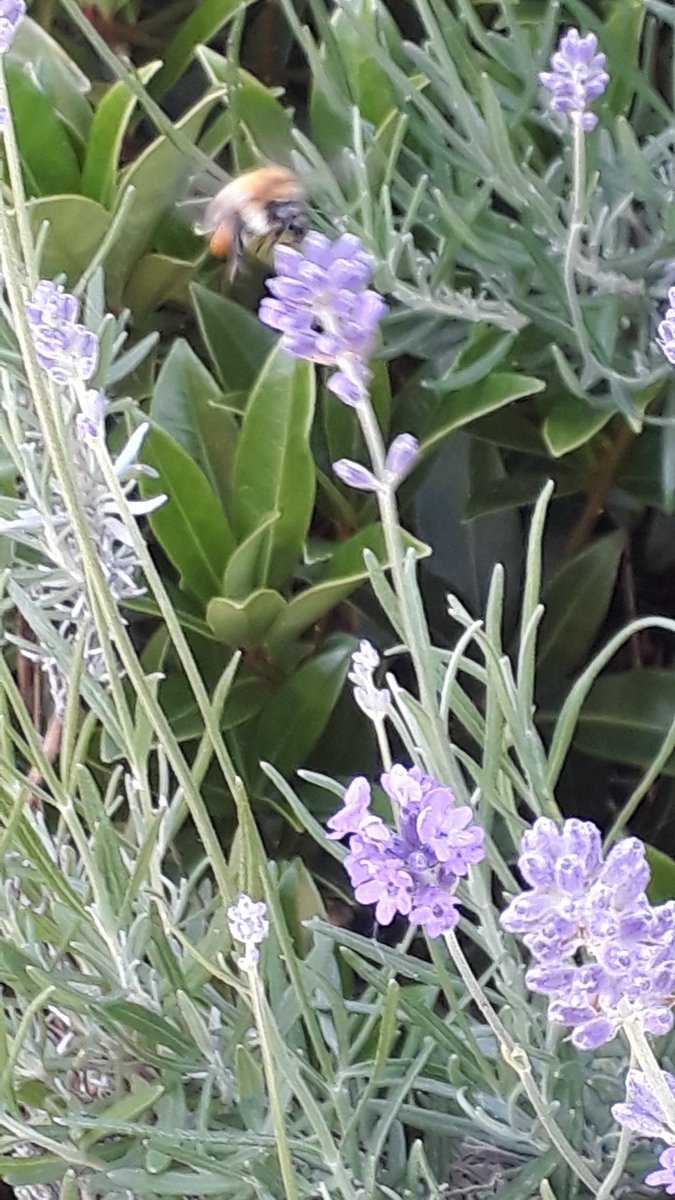 YvonneGrevelink's tweet photo. Goedemorgen,
Net weer terug van mijn ochtendwandeling. Het is genieten met dit prachtige weer met een strakblauwe lucht. Nu weer de #atalantas gezien en veel #bijen en #hommels. Een hommel op lavendel op de foto kunnen zetten. De kamperfoelie bloeit ook weer.
#wandelen #natuur https://t.co/lLaOlZfFzg