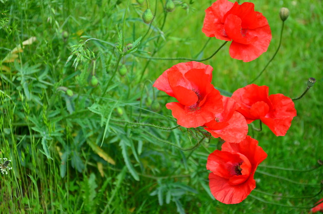Garden_Notes's tweet image. Es summt und brummt und blüht im Wilden Garten: wildgardening.de
#Insekten #Bienen