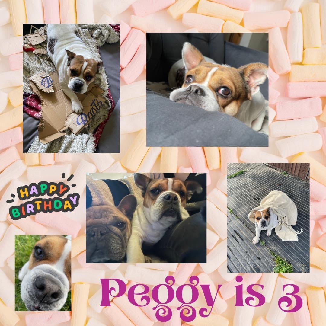 Please help us wish a happy 3rd birthday to our special girl @PeggyPiranha 🎉 who has found the best happy ever after she could ever wish for 💕 #AdoptDontShop #chinameattraderescue #dog #DogMeatTrade #dogrescue #dogsoftwitter #endthedogmeattrade #endyulin #meattradesurvivor