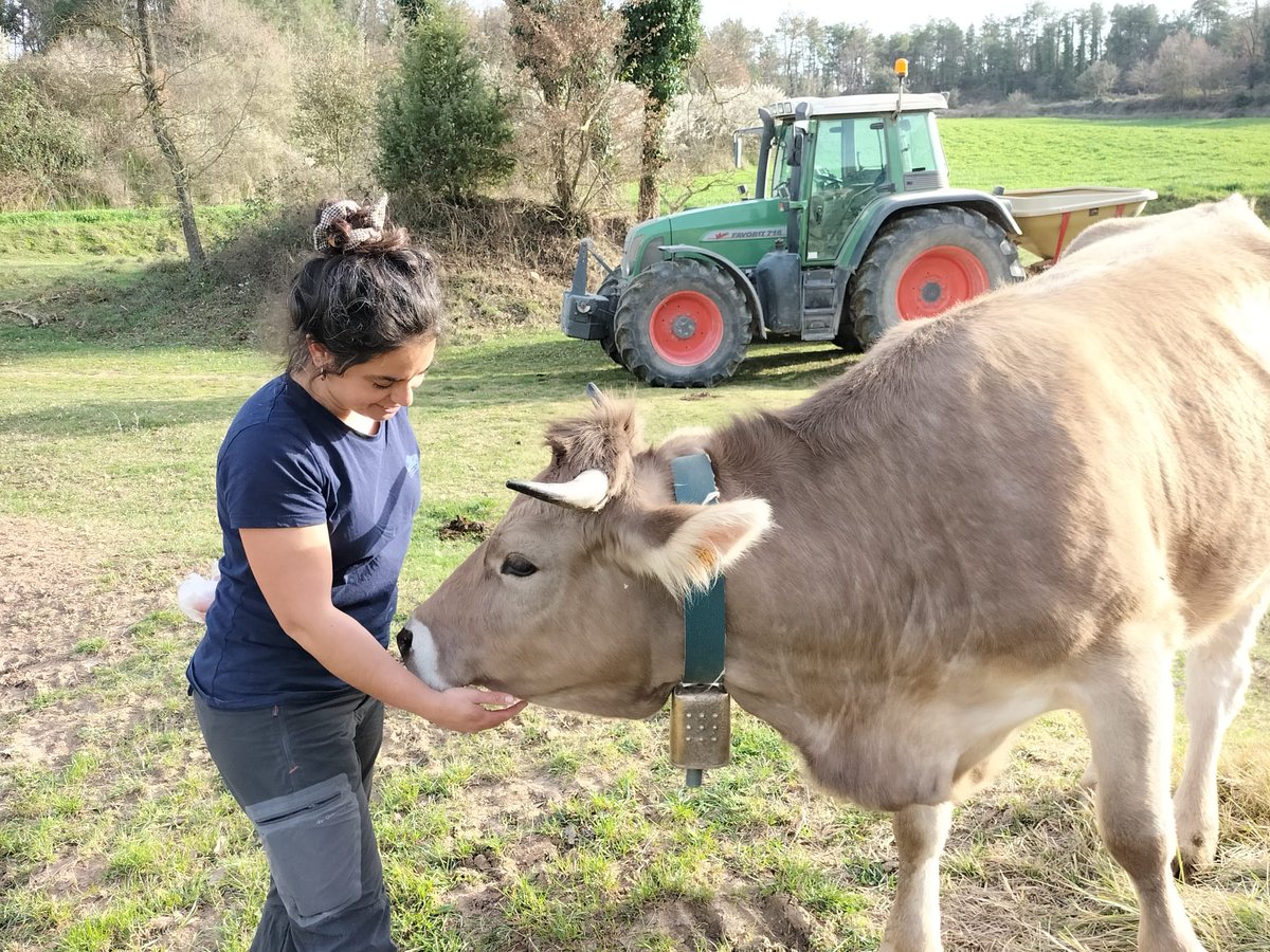 DonesMonRural's tweet photo. "... amb la voluntat de diversificar, m’he incorporat a l’explotació familiar del meu company amb un ramat de #vaquesbrunes i #cultiusextensius. Amb ganes de seguir gaudint de les meves dues passions!”😍
 
Gràcies per unir-te a la nostra Associació, Àngels✨🙌#DonesMónRural (2/2) https://t.co/UFnlXbwLPV