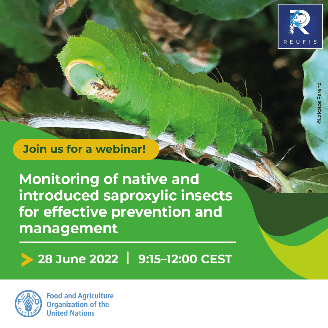 FAOForestry's tweet photo. Join us on 28 June for a webinar with the Forest Invasive Species Network for Europe and Central Asia on the monitoring of native and introduced saproxylic insects!

➡️Learn more: https://t.co/4aQV9FnJ8I https://t.co/fhtCGwRtDk