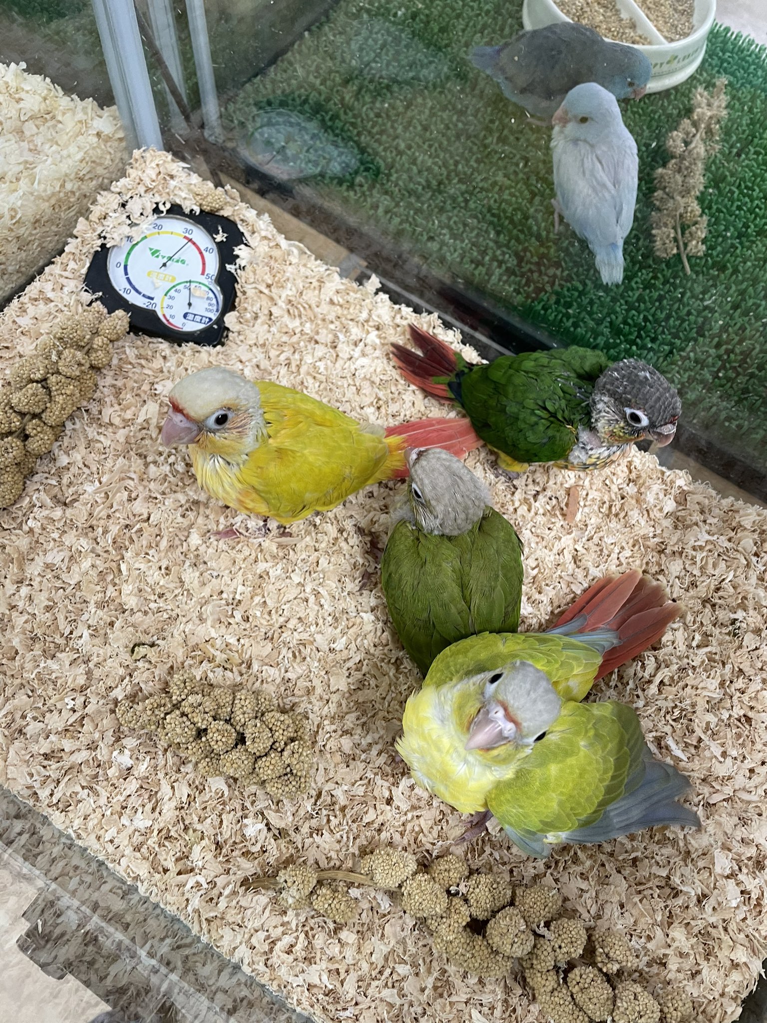 ペットショップ マナウス埼玉大井店 小動物アカウント Manausum11 Twitter